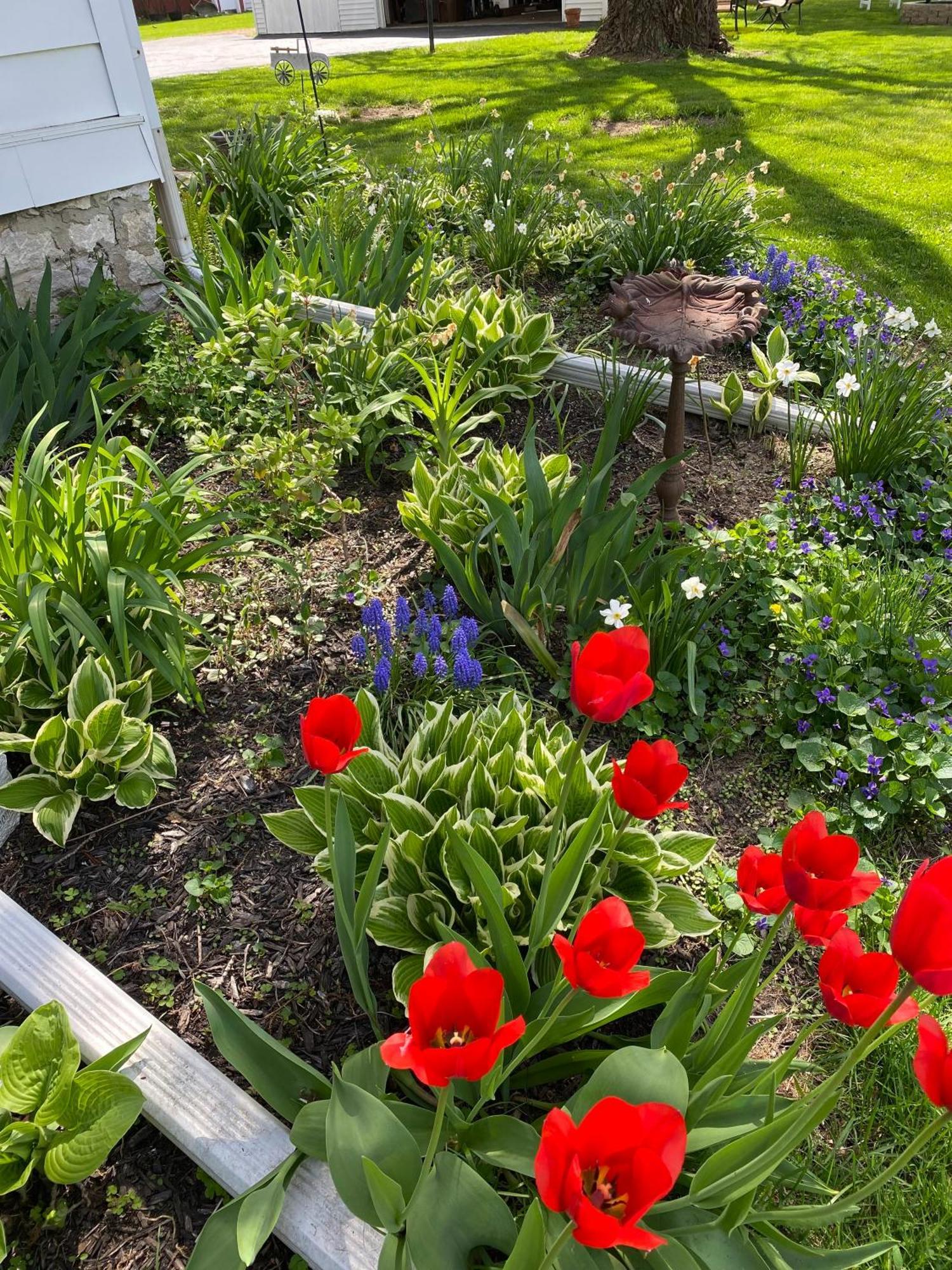 The Vine Bed & Breakfast, Llc Dundee Extérieur photo